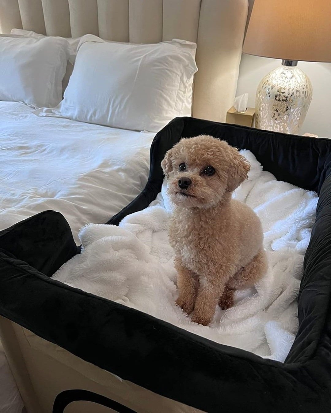 3. Modern Bedroom Companion Bed in Cream and Charcoal - dog bedroom ideas