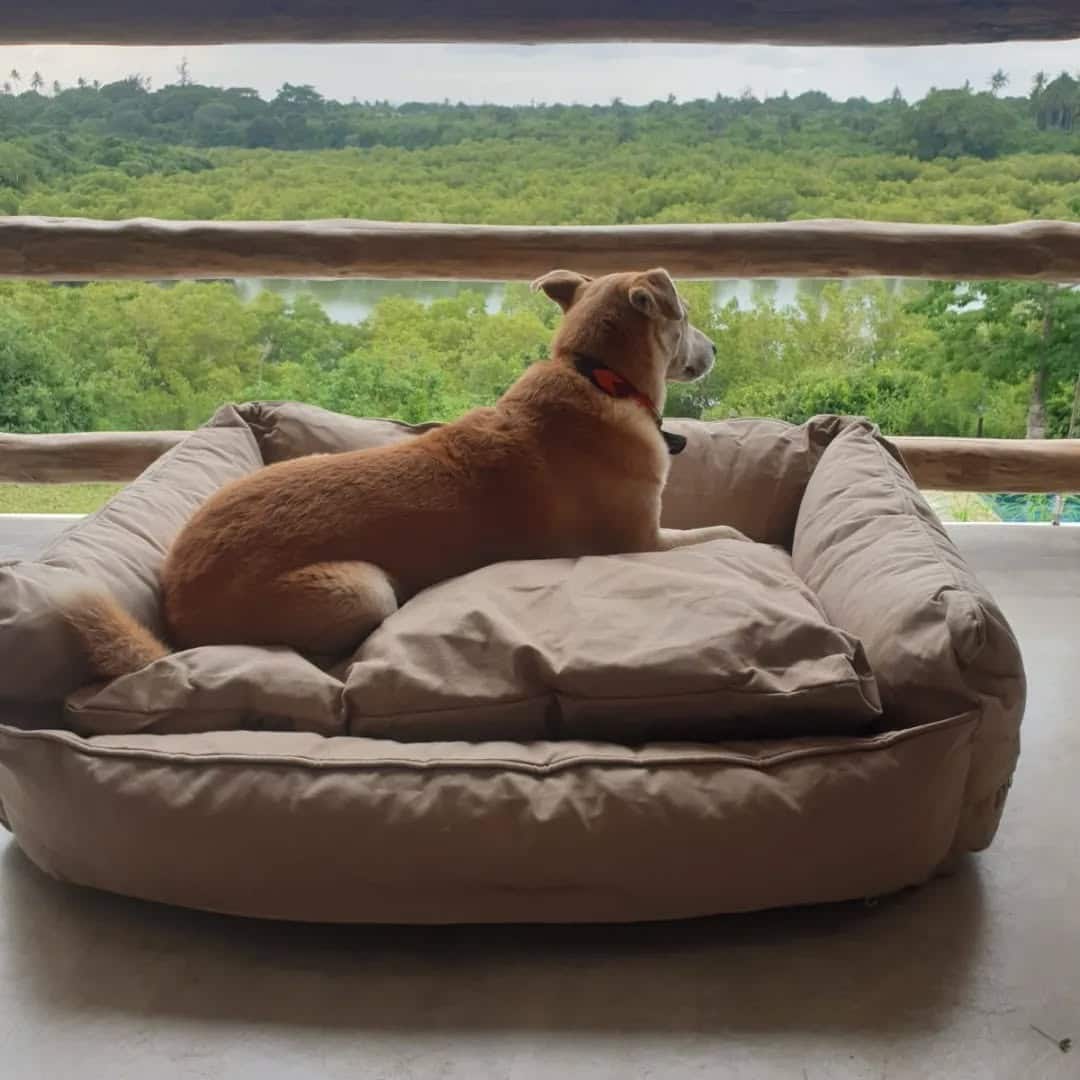 4. Nature View Lounge in Earthy Neutrals - dog bedroom ideas