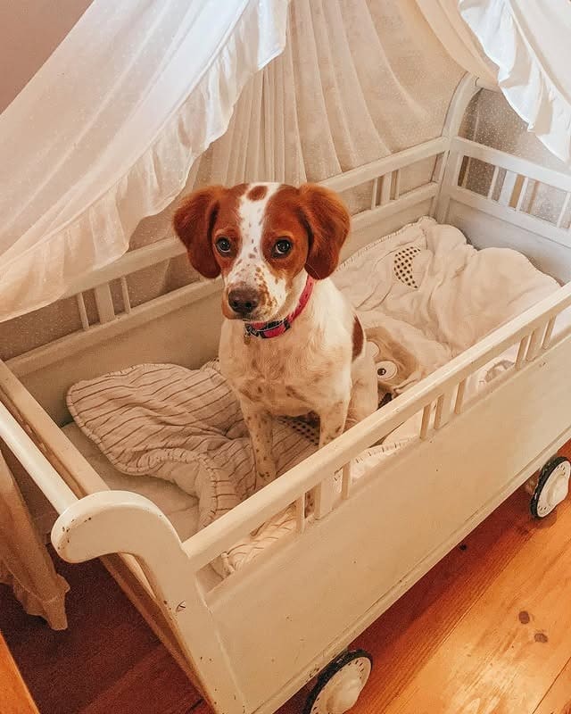 5. Vintage Canopy Cradle in Cream and Warm Wood - dog bedroom ideas
