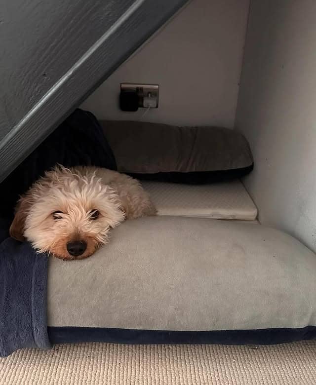 6. Cozy Under-Stairs Hideaway in Slate and Beige - dog bedroom ideas