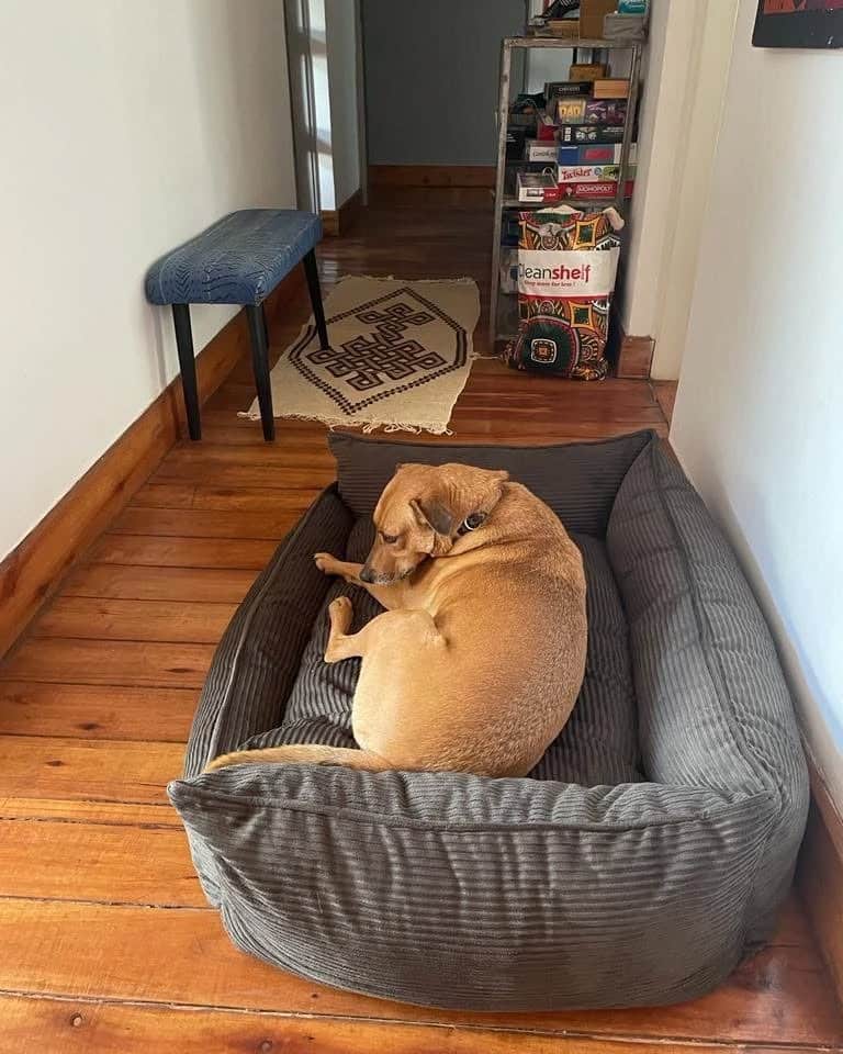 8. Hallway Comfort Nook with Earth-Tone Textures - dog bedroom ideas