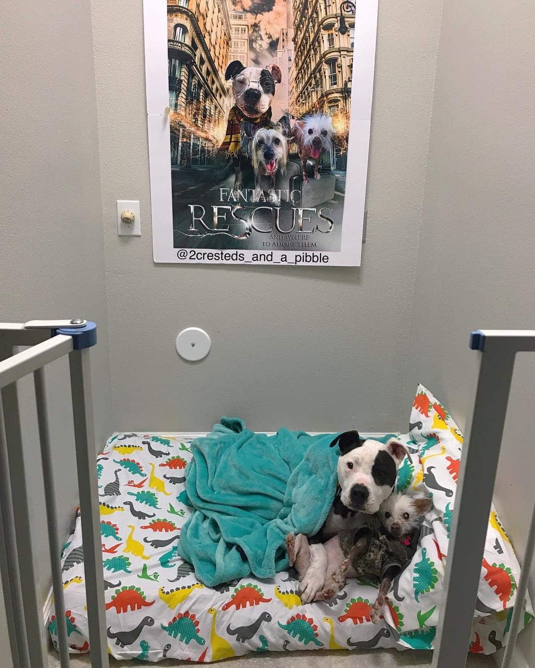 11. Playful Movie-Inspired Dog Room with Bright Accents - dog bedroom ideas