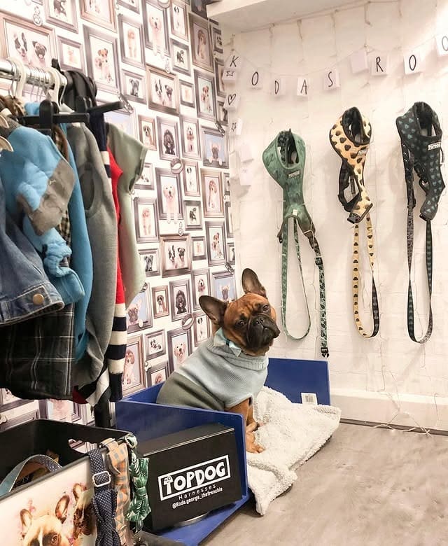 14. Fashion-Forward Pet Closet with Urban Chic Flair - dog bedroom ideas